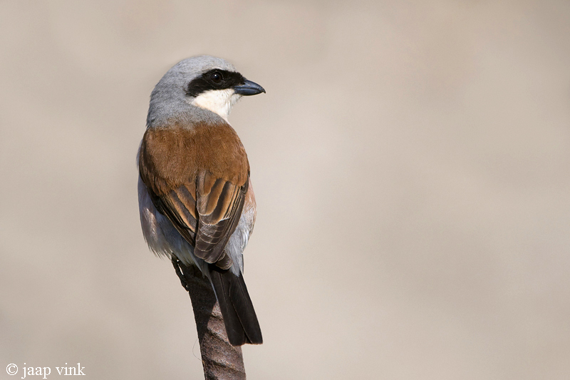 Red-backed Shrike - Grauwe Klauwier - Lanius collurio
