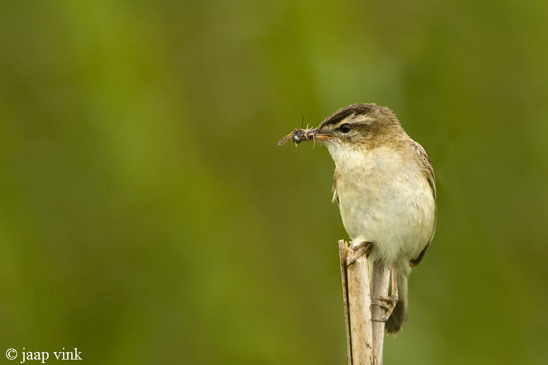 Sedge Warbler - Rietzanger - Acrocephalus schoenobaenus