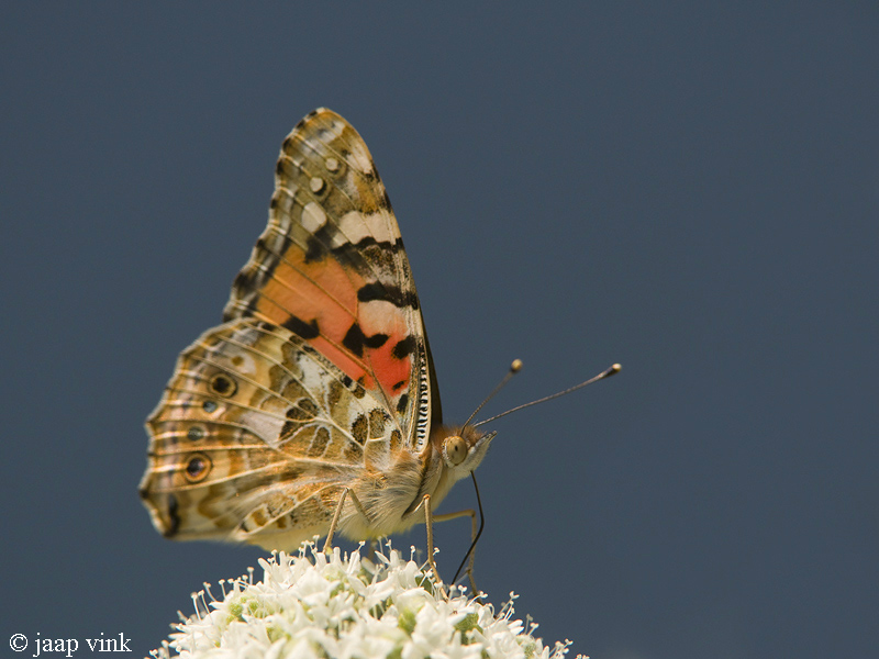 Painted Lady - Distelvlinder - Vanessa cardui