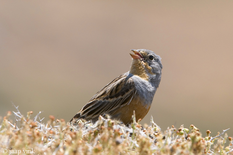 Cretzschmars Bunting - Bruinkeelortolaan - Emberiza caesia