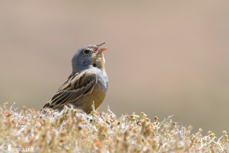 Cretzschmars Bunting - Bruinkeelortolaan - Emberiza caesia