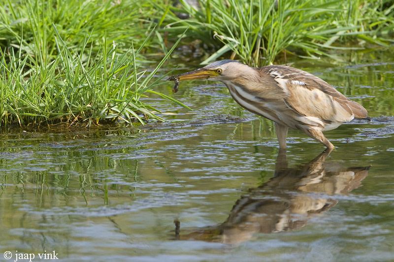 Little Bittern - Woudaap - Ixobrychus minutus