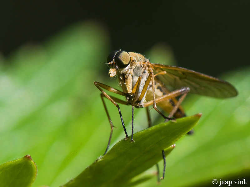 Snipe Fly - Snavelvlieg - Rhagio scolopaceus