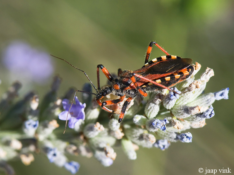 Red Assassin Bug - Rode Roofwants - Rhynocoris iracundus