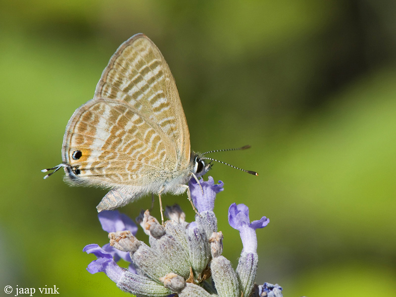 Long-tailed Blue - Tijgerblauwtje - Lampides boeticus