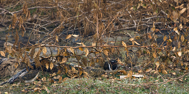 Greater Painted-snipe - Goudsnip - Rostratula benghalensis