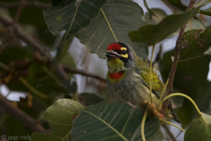 Coppersmith Barbet - Kopersmid - Megalaima haemacephala