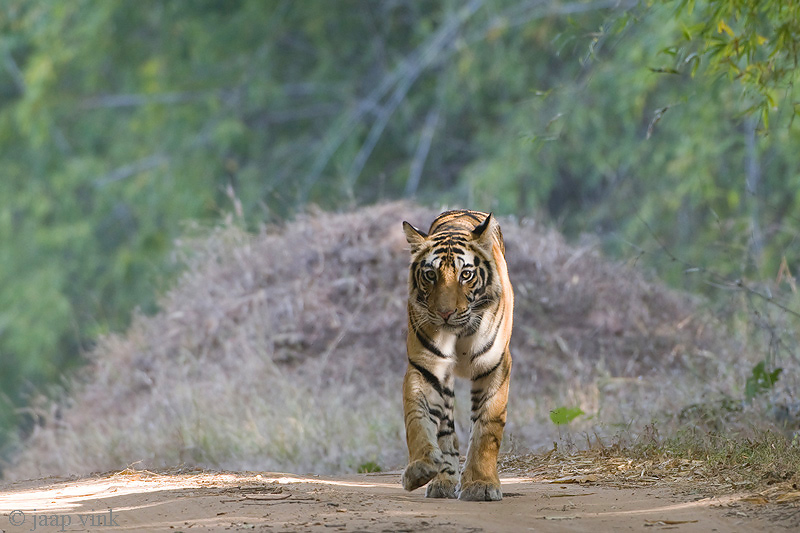 Tiger - Tijger - Panthera tigris