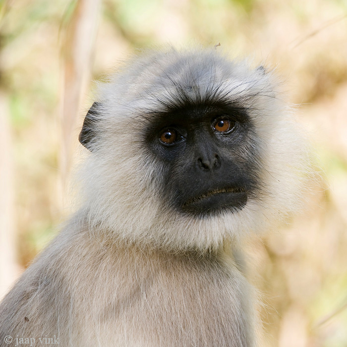 Hanuman Langur - Gewone Hoelman - Semnopithecus entellus