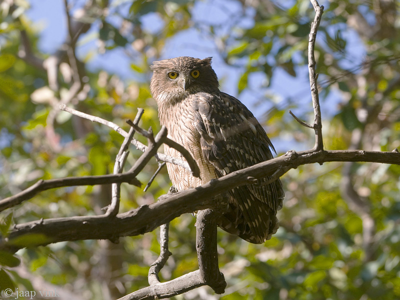 Brown Fish Owl - Bruine Visuil - Ketupa zeylonensis