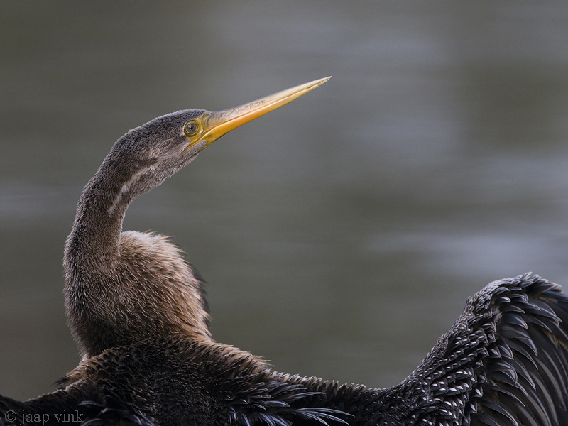 Oriental Darter - Indische Slangenhalsvogel - Anhinga melanogaster