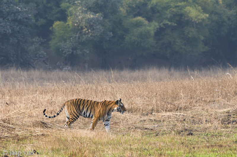 Tiger - Tijger - Panthera tigris