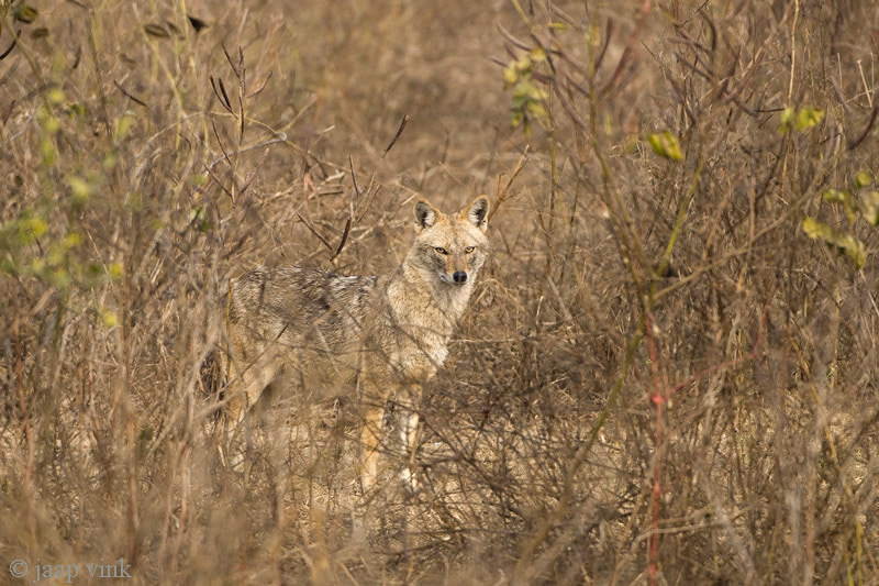 Golden Jackal - Goudjakhals - Canis aureus