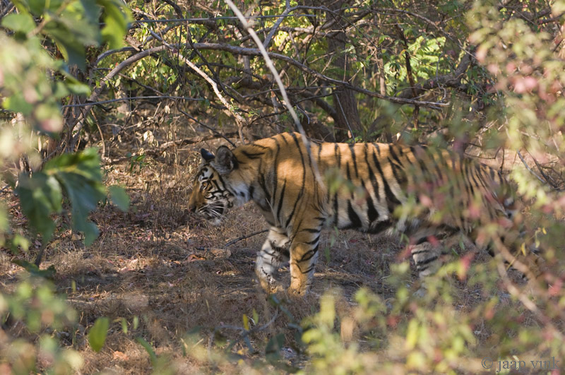 Tiger - Tijger - Panthera tigris