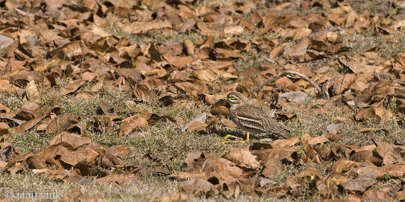 Indian Stone-curlew - Indische Griel - Burhinus indicus