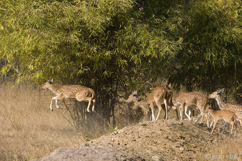 Spotted Deer - Axis Hert - Axis axis