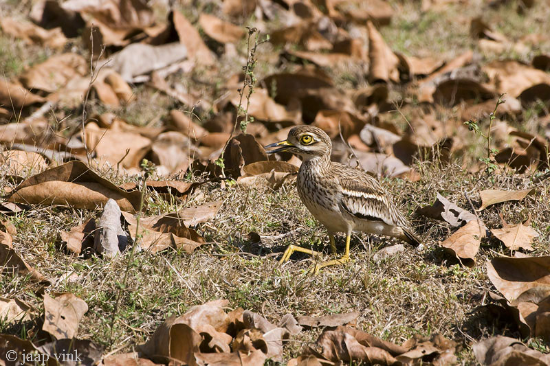 Indian Stone-curlew - Indische Griel - Burhinus indicus