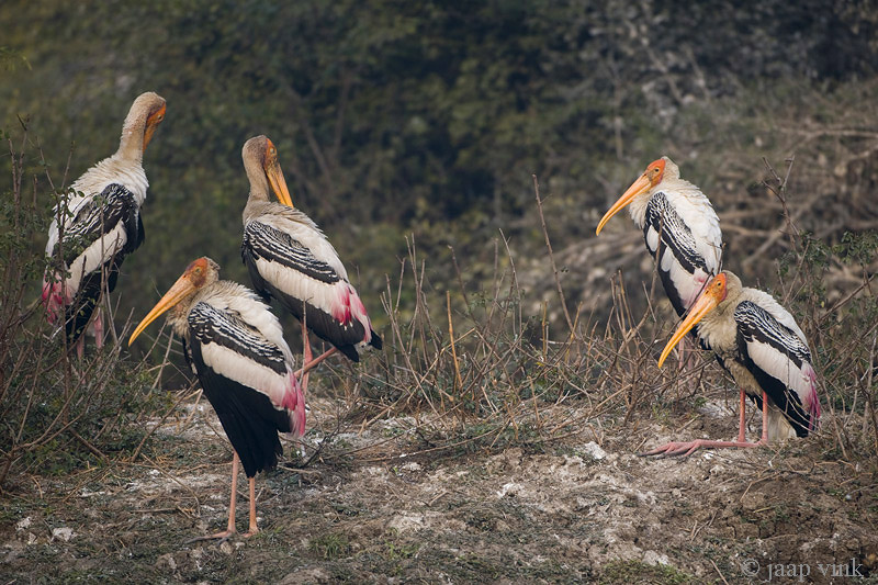 Painted Stork - Indische Nimmerzat - Mycteria leucocephala