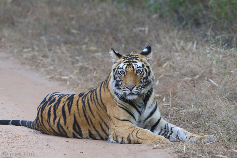 Tiger - Tijger - Panthera tigris