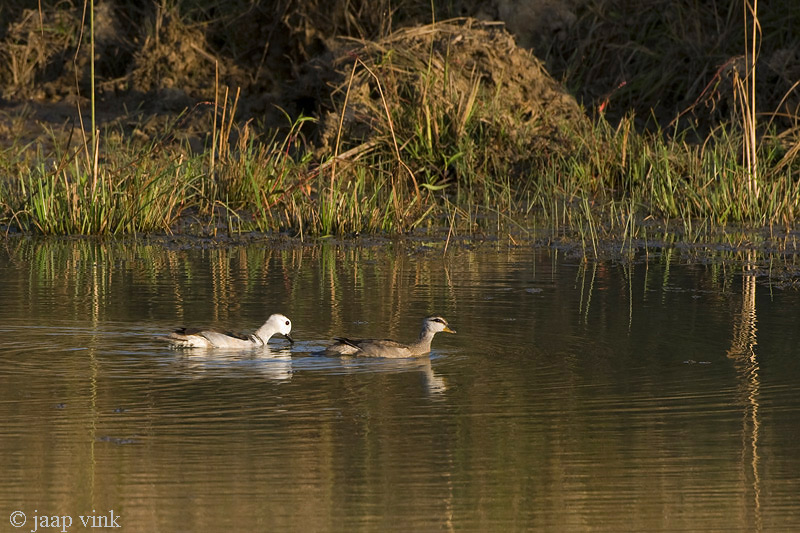 Cotton Pygmy-goose - Coromandeleend - Nettapus coromandelianus