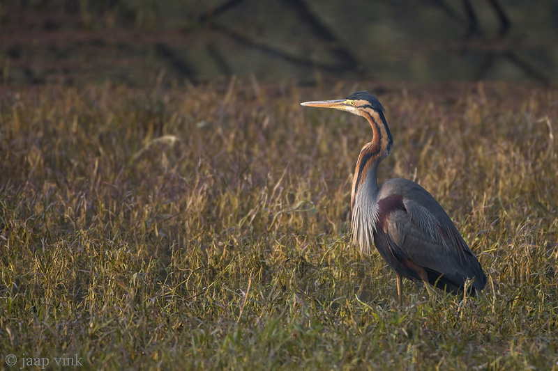 Purple Heron - Purperreiger - Ardea purpurea