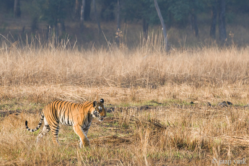 Tiger - Tijger - Panthera tigris