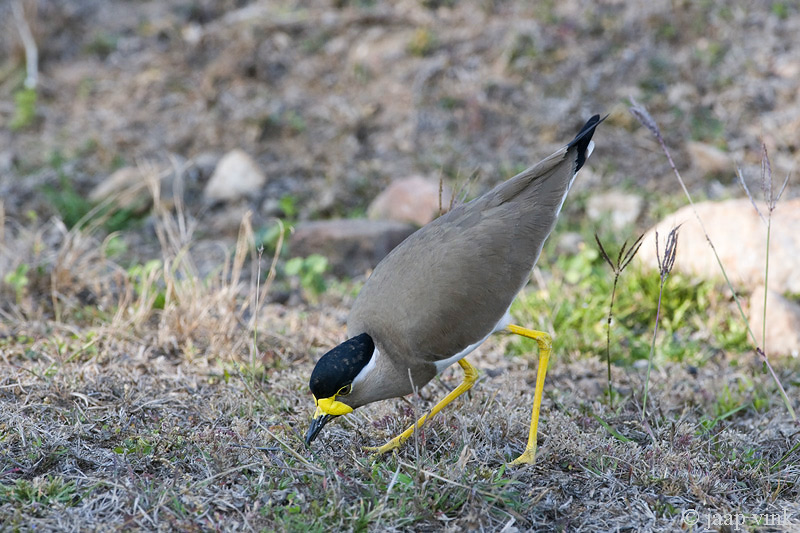 Yellow-wattled Lapwing - Malabarkievit - Vanellus malabaricus