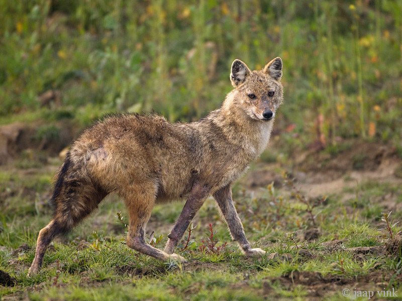 Golden Jackal - Goudjakhals - Canis aureus