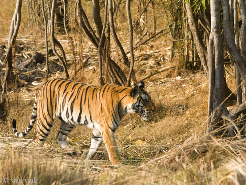 Tiger - Tijger - Panthera tigris