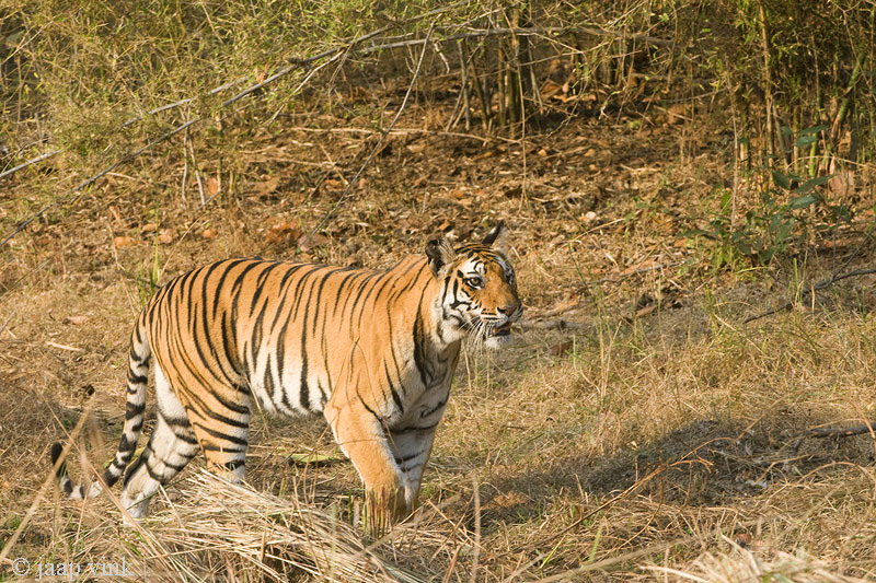 Tiger - Tijger - Panthera tigris