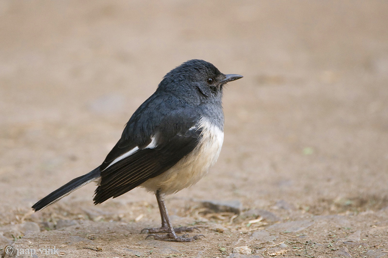 Oriental Magpie-Robin - Dayallijster - Copsychus saularis