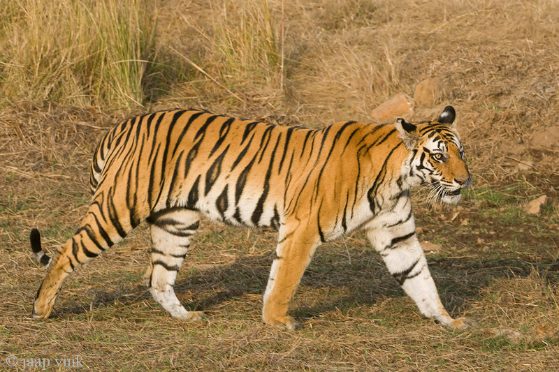 Tiger - Tijger - Panthera tigris