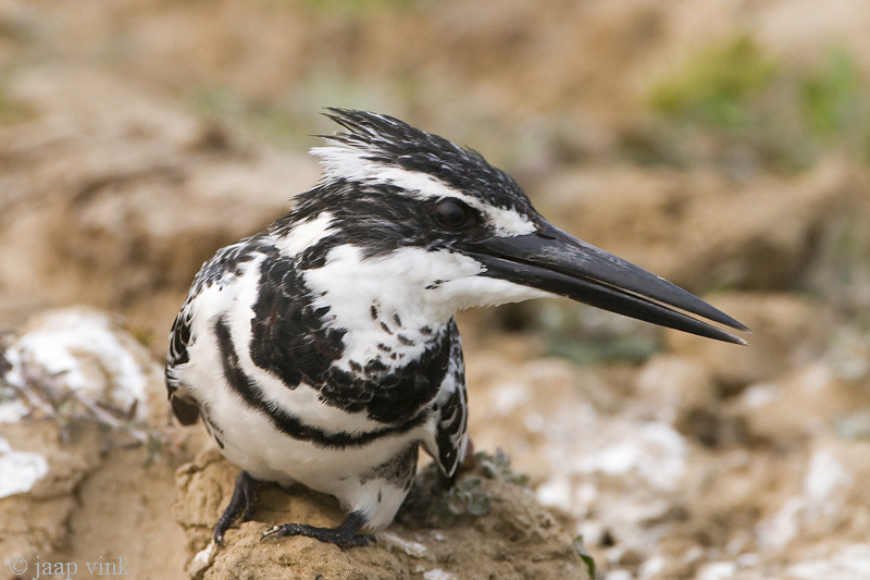 Pied Kingfisher - Bonte IJsvogel - Ceryle rudis