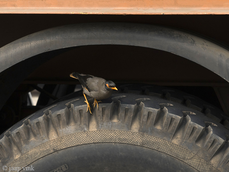 Bank Myna - Oevermaina - Acridotheres ginginianus
