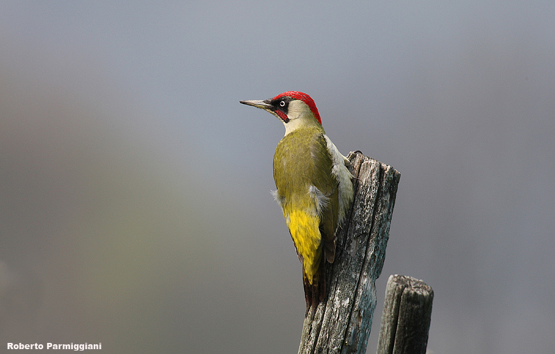 Picus viridis (picchio verde-green woodpacker)