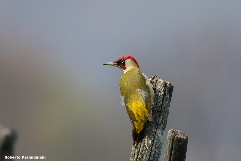 Picus viridis (picchio verde-green woodpacker)