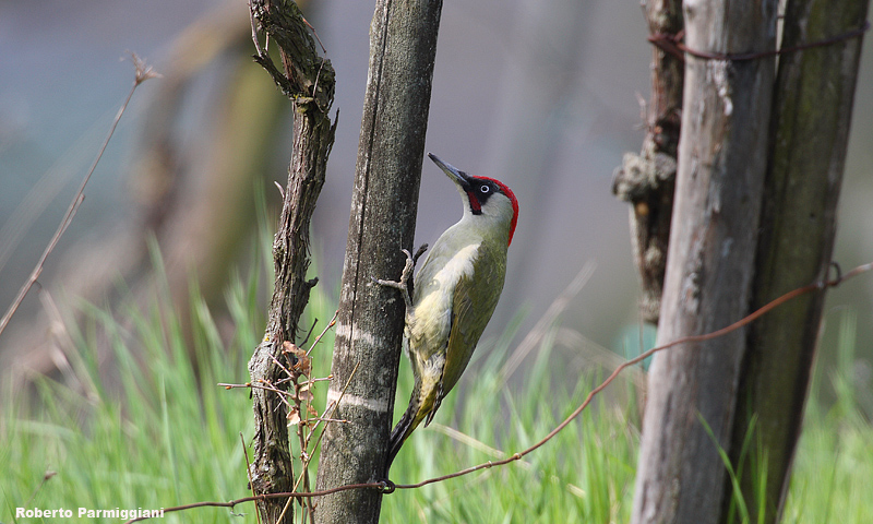 Picus viridis (picchio verde-green woodpacker)