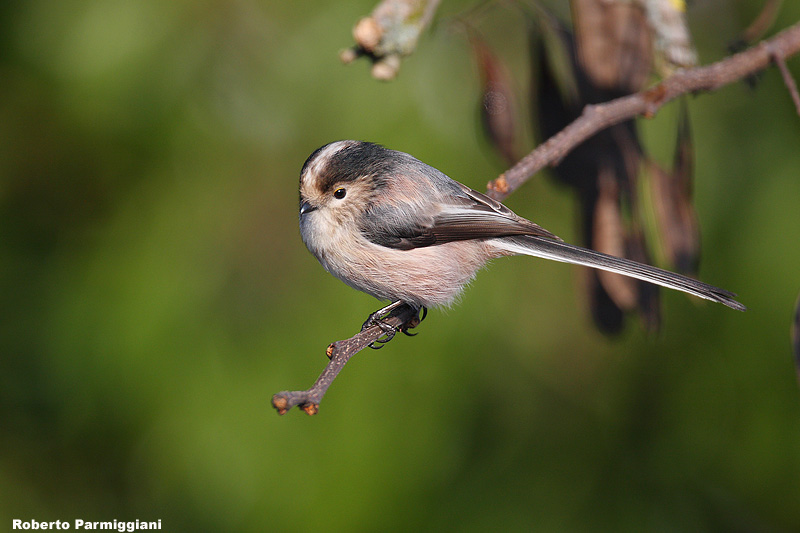 Aegithalos caudatus(long tailed tit-codibugnolo)