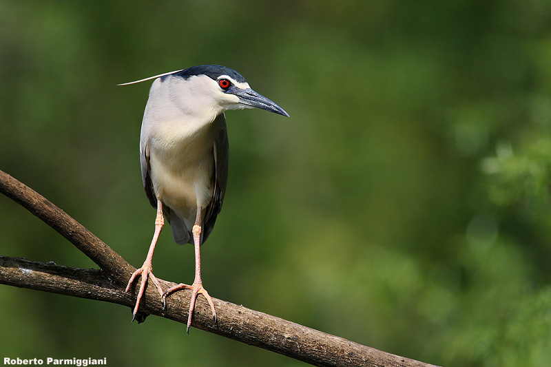 Nycticorax nycticorax (night heron-nitticora)