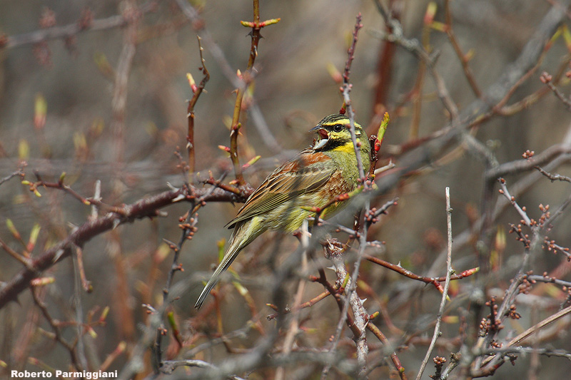 Emberiza cirlus (cirl bunting-zigolo nero)