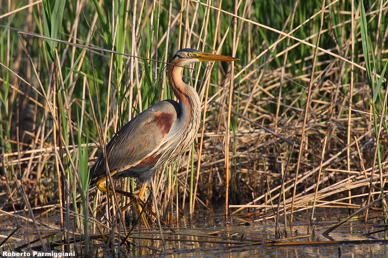 Ardea-purpurea (purple heron - airone rosso)