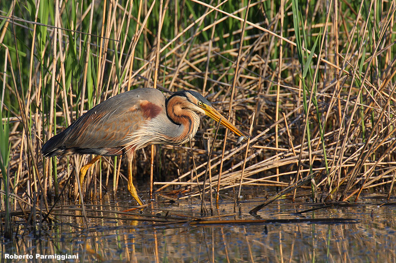 Ardea-purpurea (purple heron - airone rosso)