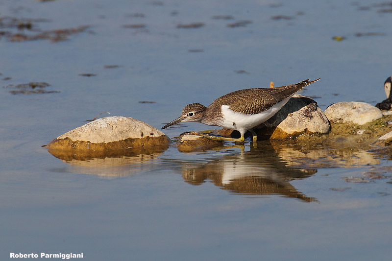 Actitis hypoleucus (common sanpiper-piro piro piccolo)