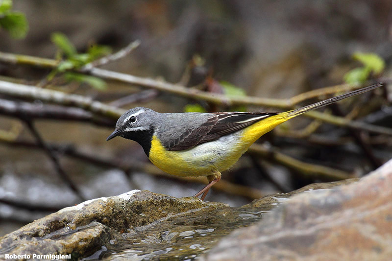 Motacilla cinerea (grey wagtail-ballerina gialla)