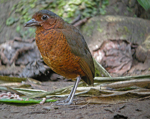 Giant Antpitta - Paz de las Aves