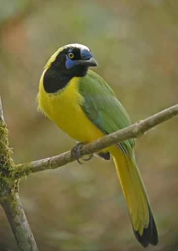Inca Jay - San Isidro