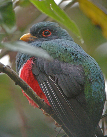 Masked Trogon - Bella Vista