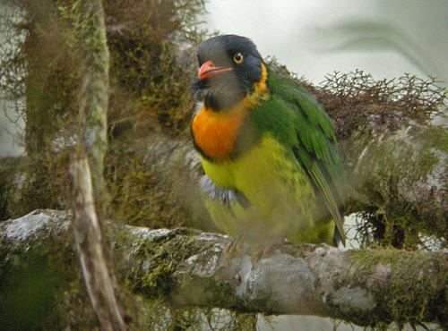 Orange-breasted Fruiteater - Mindo Loma