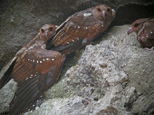 Oilbirds - Nr Guayllabamba River