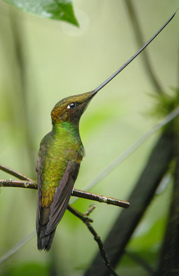 Sword-billed Hummingbird - Guango Lodge
